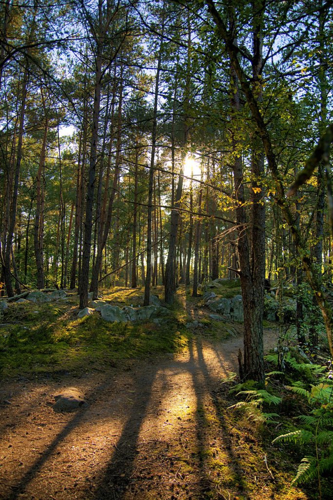 La forêt, vue des façades arrière